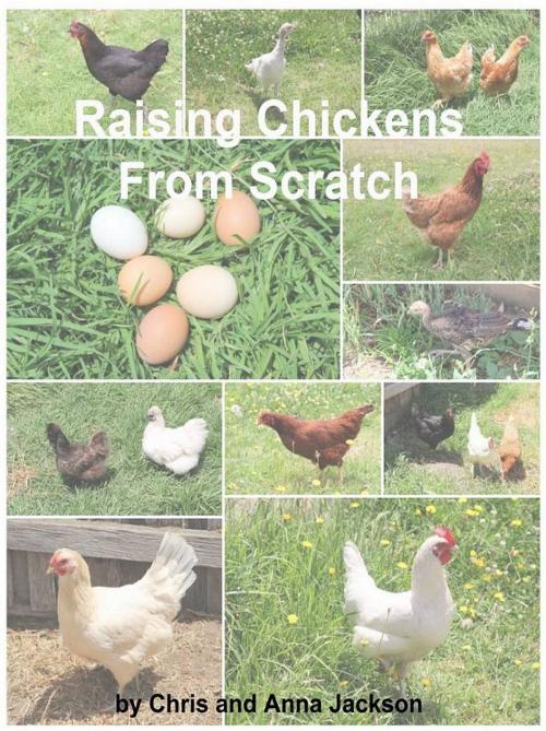 Cover of the book Raising Chickens from Scratch by Chris Jackson, ASJ Publishing