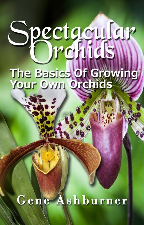 Cover of the book Spectacular Orchids: The Basics Of Growing Your Own Orchids by Gene Ashburner, Gene Ashburner