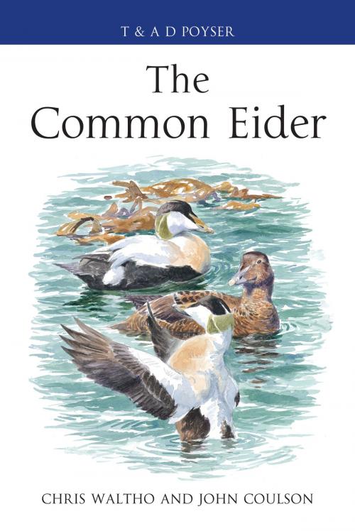 Cover of the book The Common Eider by Chris Waltho, John Coulson, Bloomsbury Publishing
