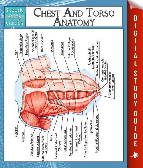 Cover of the book Chest And Torso Anatomy (Speedy Study Guide) by Speedy Publishing, Speedy Publishing LLC