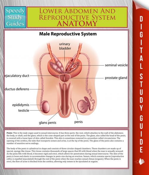 Cover of the book Lower Abdomen And Reproductive System Anatomy (Speedy Study Guide) by Speedy Publishing, Speedy Publishing LLC