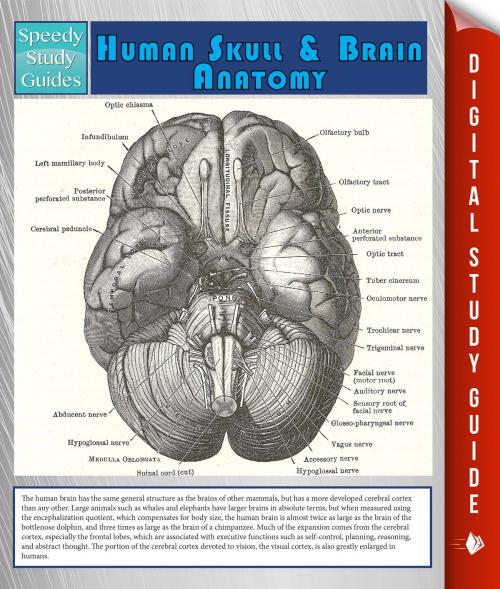 Cover of the book Human Skull And Brain Anatomy (Speedy Study Guide) by Speedy Publishing, Speedy Publishing LLC