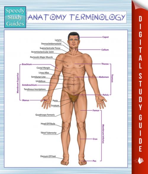 Cover of the book Anatomy Terminology (Speedy Study Guides) by Speedy Publishing, Speedy Publishing LLC
