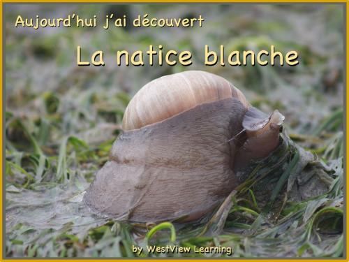 Cover of the book Aujourd'hui j'ai découvert La Natice blanche by Heather Stannard, Lynn Stannard, WestView Learning