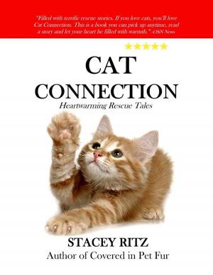 Book cover of Cat Connection