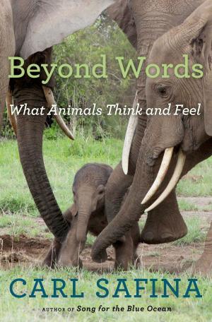 Cover of the book Beyond Words by Robin Abrahams