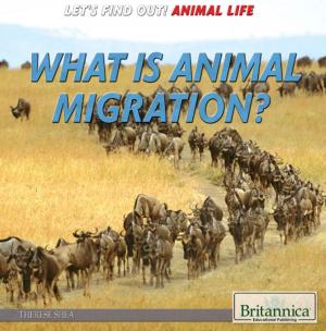 Cover of the book What Is Animal Migration? by Robert Curley