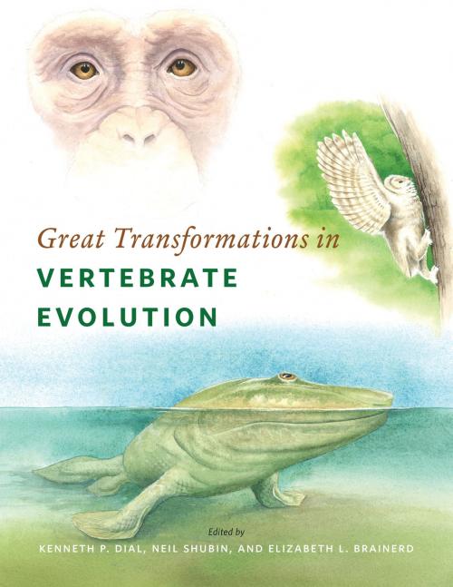 Cover of the book Great Transformations in Vertebrate Evolution by , University of Chicago Press