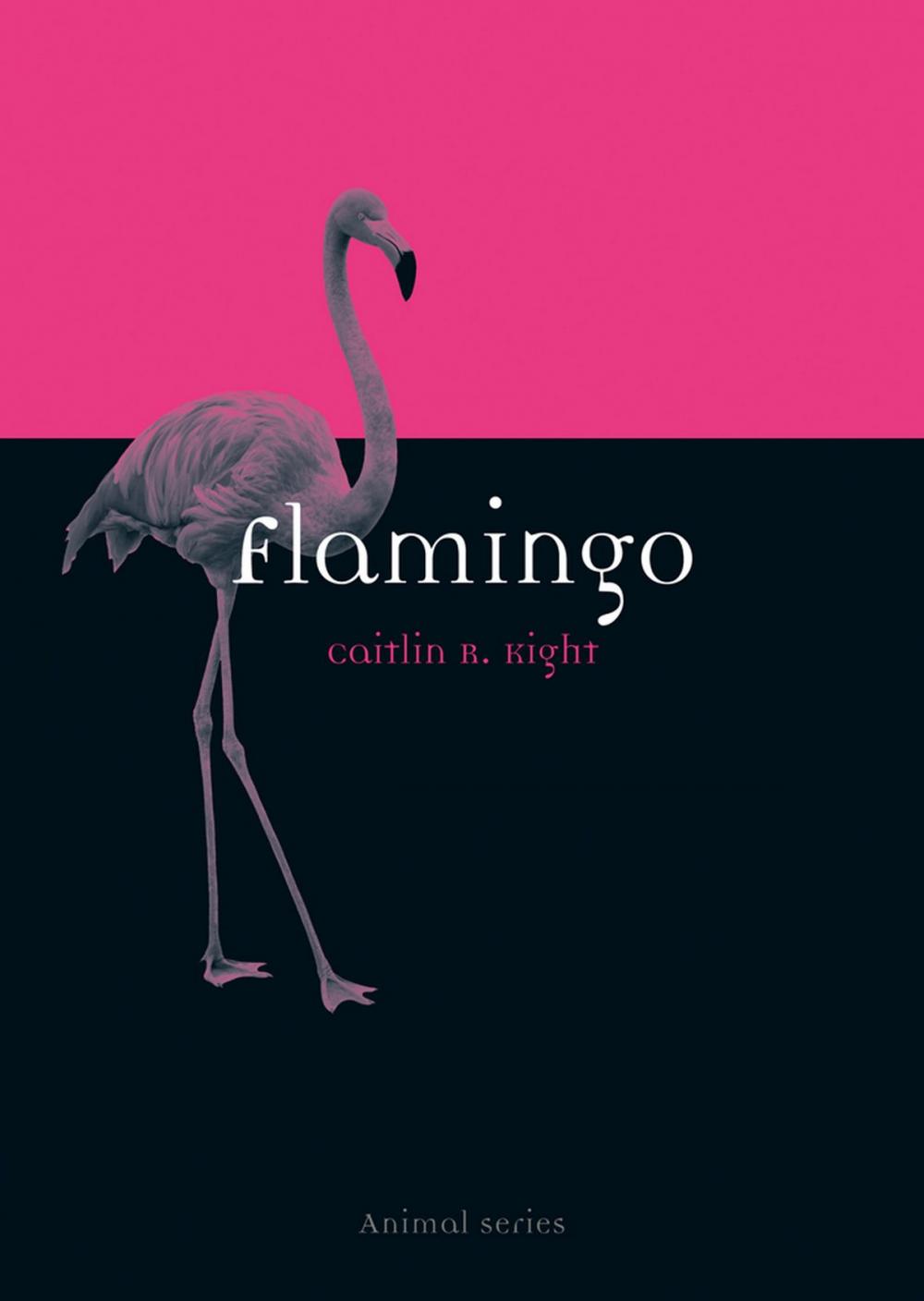 Big bigCover of Flamingo