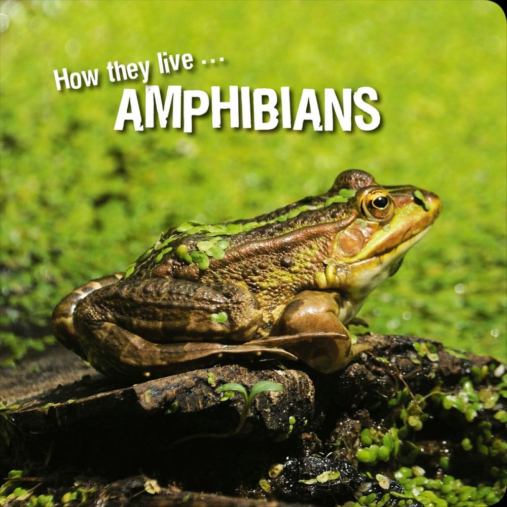 Big bigCover of How they live... Amphibians