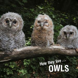 Cover of the book How they live... Owls by Darinka Kobal