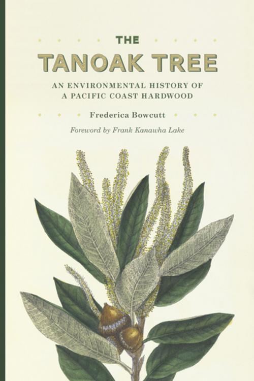 Cover of the book The Tanoak Tree by Frederica Bowcutt, University of Washington Press