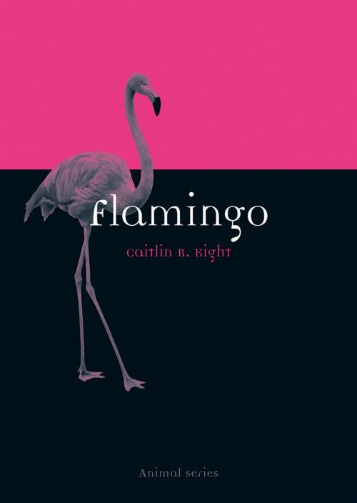 Cover of the book Flamingo by Caitlin R. Kight, Reaktion Books