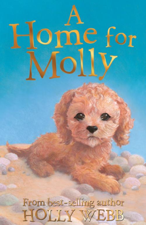 Cover of the book A Home for Molly by Holly Webb, Stripes Publishing