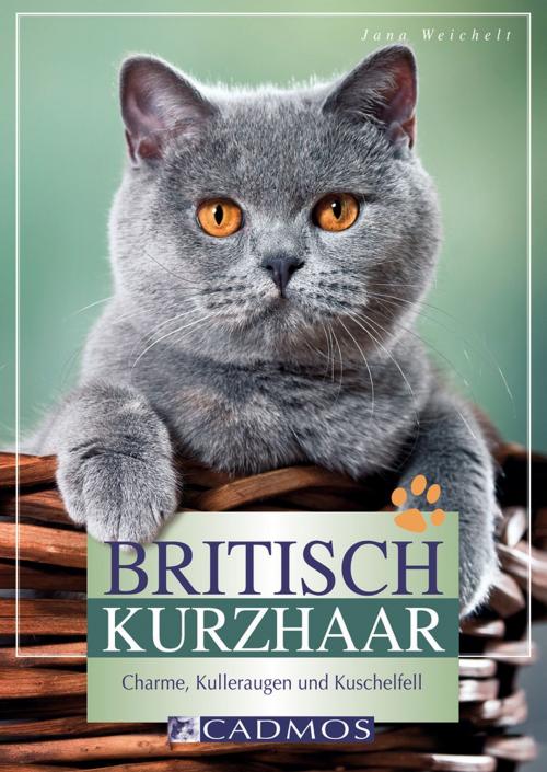 Cover of the book Britisch Kurzhaar by Jana Weichelt, Cadmos Verlag