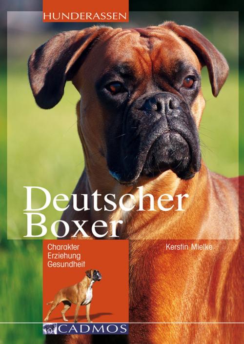 Cover of the book Deutscher Boxer by Kerstin Mielke, Cadmos Verlag