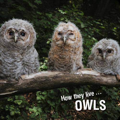 Cover of the book How they live... Owls by Ivan Esenko, David Withrington, Okaši