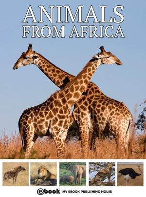 Book cover of Animals from Africa
