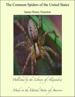Book cover of The Common Spiders of the United States