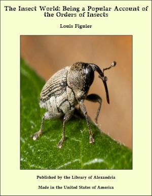 Cover of the book The Insect World: Being a Popular Account of the Orders of Insects by Annette Siketa