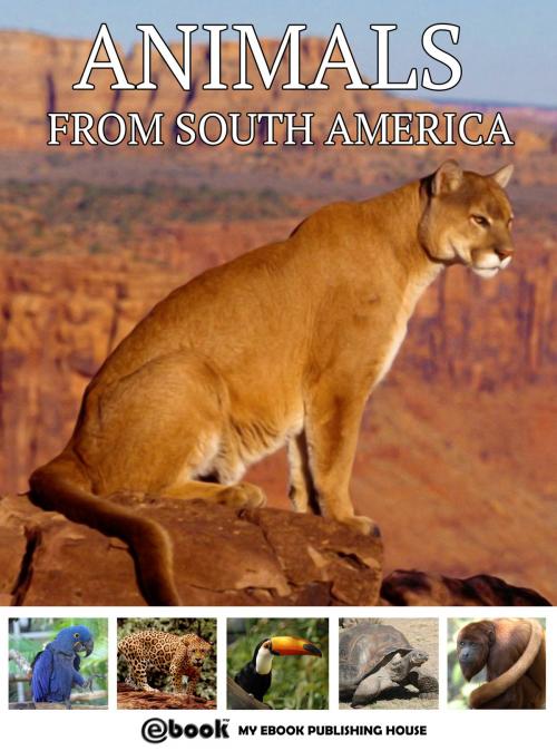 Cover of the book Animals from South America by My Ebook Publishing House, My Ebook Publishing House