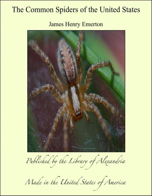 Cover of the book The Common Spiders of the United States by James Henry Emerton, Library of Alexandria