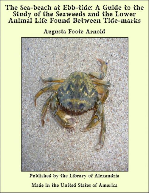 Cover of the book The Sea-beach at Ebb-tide: A Guide to the Study of the Seaweeds and the Lower Animal Life Found Between Tide-marks by Augusta Foote Arnold, Library of Alexandria