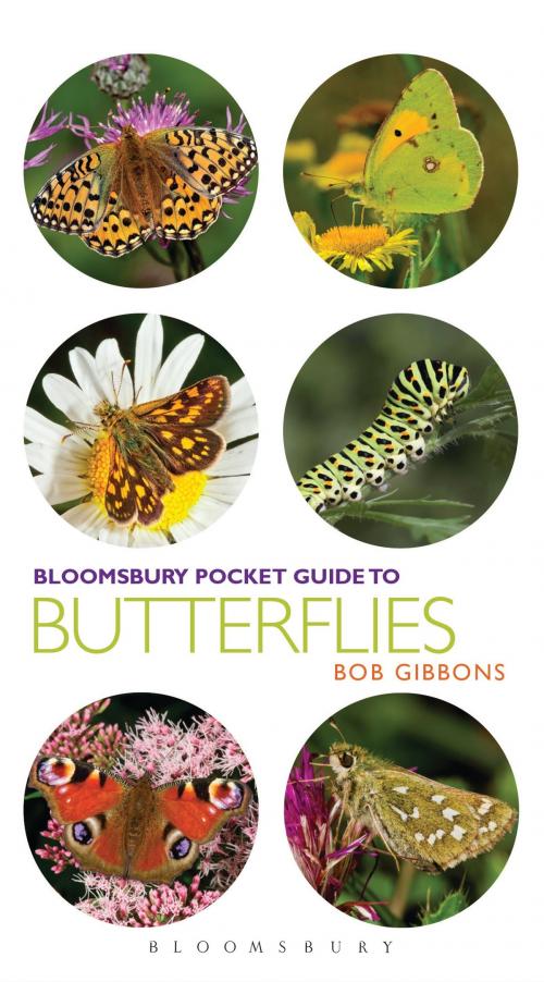 Cover of the book Pocket Guide to Butterflies by Bob Gibbons, Bloomsbury Publishing
