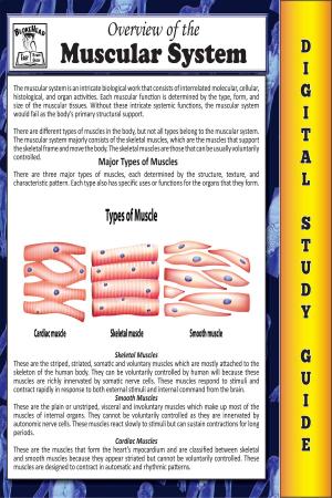 Cover of the book Muscular System ( Blokehead Easy Study Guide) by Jodie Sloan