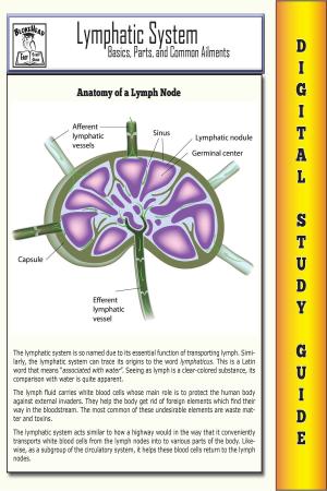 Book cover of Lymphatic System ( Blokehead Easy Study Guide)