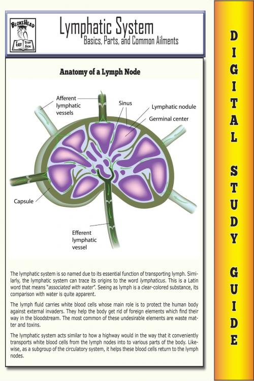 Cover of the book Lymphatic System ( Blokehead Easy Study Guide) by The Blokehead, Yap Kee Chong