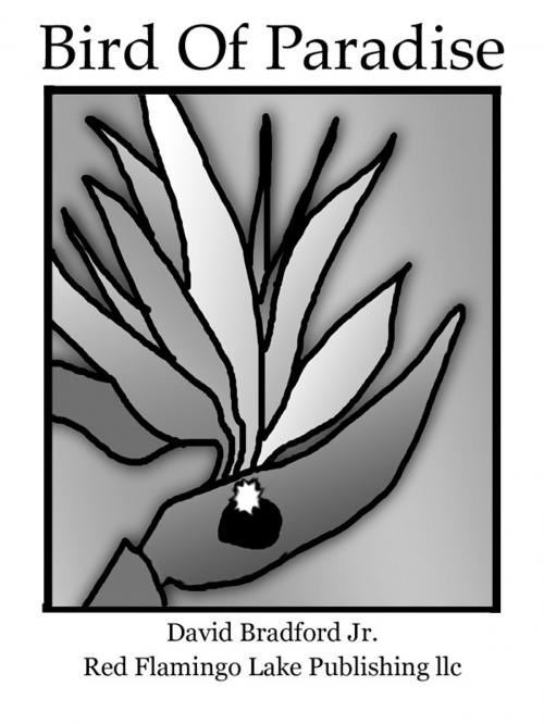 Cover of the book Bird Of Paradise by David Bradford Jr., Red Flamingo Lake Publishing llc