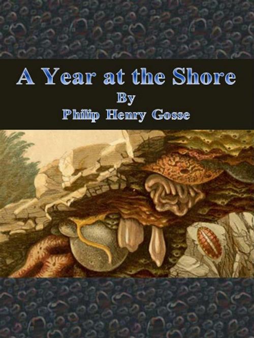 Cover of the book A Year at the Shore by Philip Henry Gosse, Philip Henry Gosse