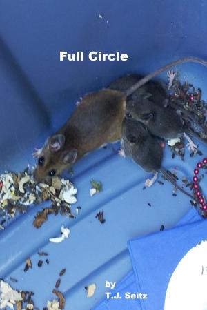 Cover of the book Full Circle by Michael Johnson