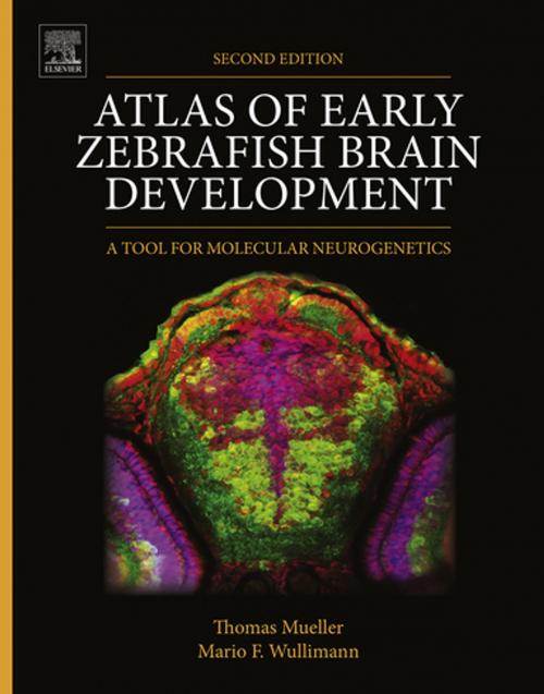 Cover of the book Atlas of Early Zebrafish Brain Development by Dr. Thomas Mueller, Mario Wullimann, Elsevier Science
