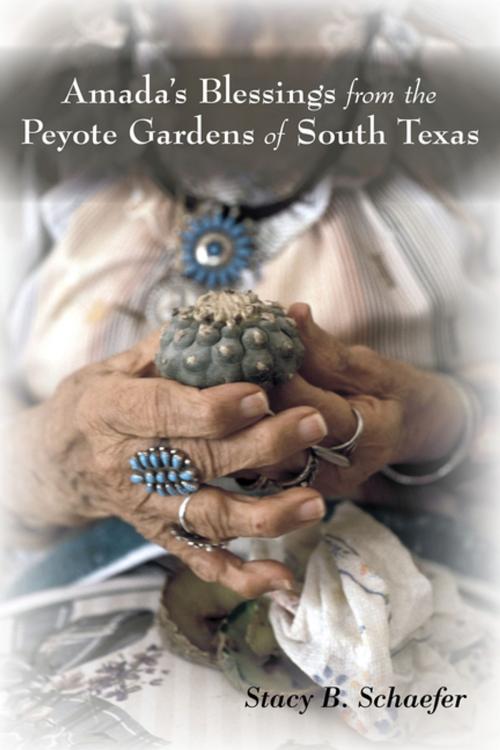 Cover of the book Amada's Blessings from the Peyote Gardens of South Texas by Stacy B. Schaefer, University of New Mexico Press
