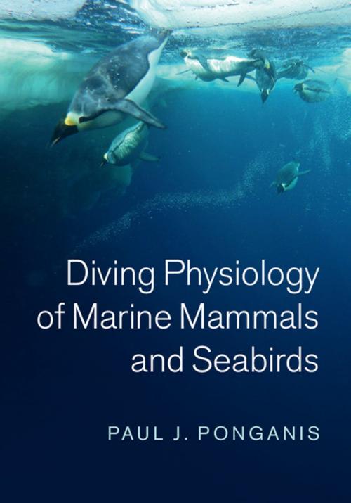 Cover of the book Diving Physiology of Marine Mammals and Seabirds by Paul J. Ponganis, Cambridge University Press