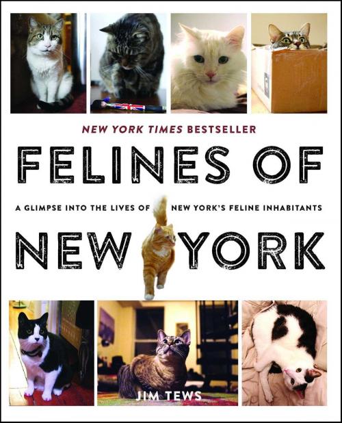 Cover of the book Felines of New York by Jim Tews, Simon & Schuster
