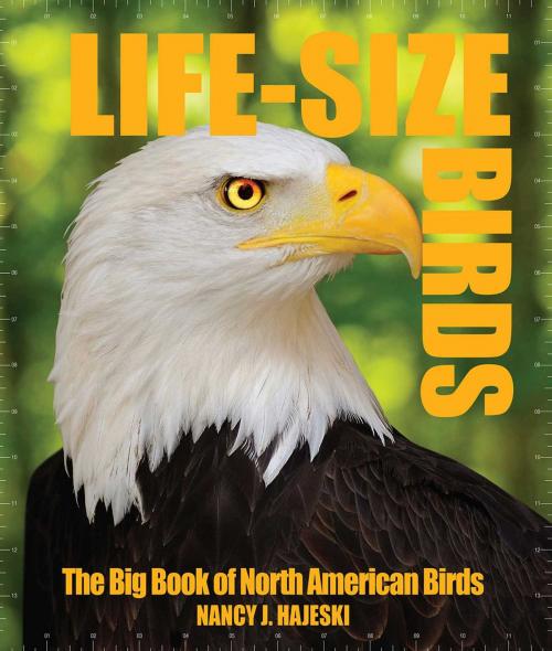 Cover of the book Life-Size Birds by Nancy J. Hajeski, Thunder Bay Press