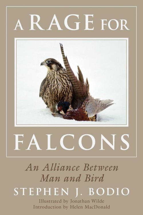 Cover of the book A Rage for Falcons by Stephen Bodio, Skyhorse