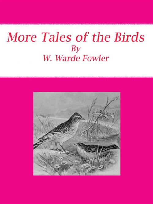 Cover of the book More Tales of the Birds by W. Warde Fowler, W. Warde Fowler