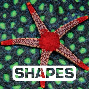 Cover of the book Shapes by Candice Olson
