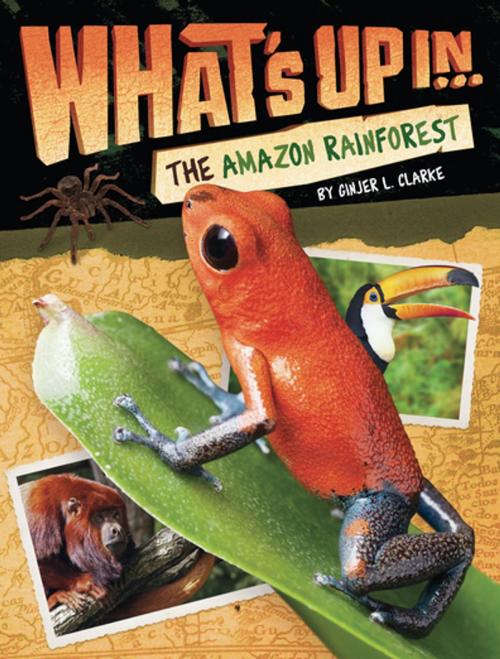 Cover of the book What's Up in the Amazon Rainforest by Ginjer L. Clarke, Penguin Young Readers Group