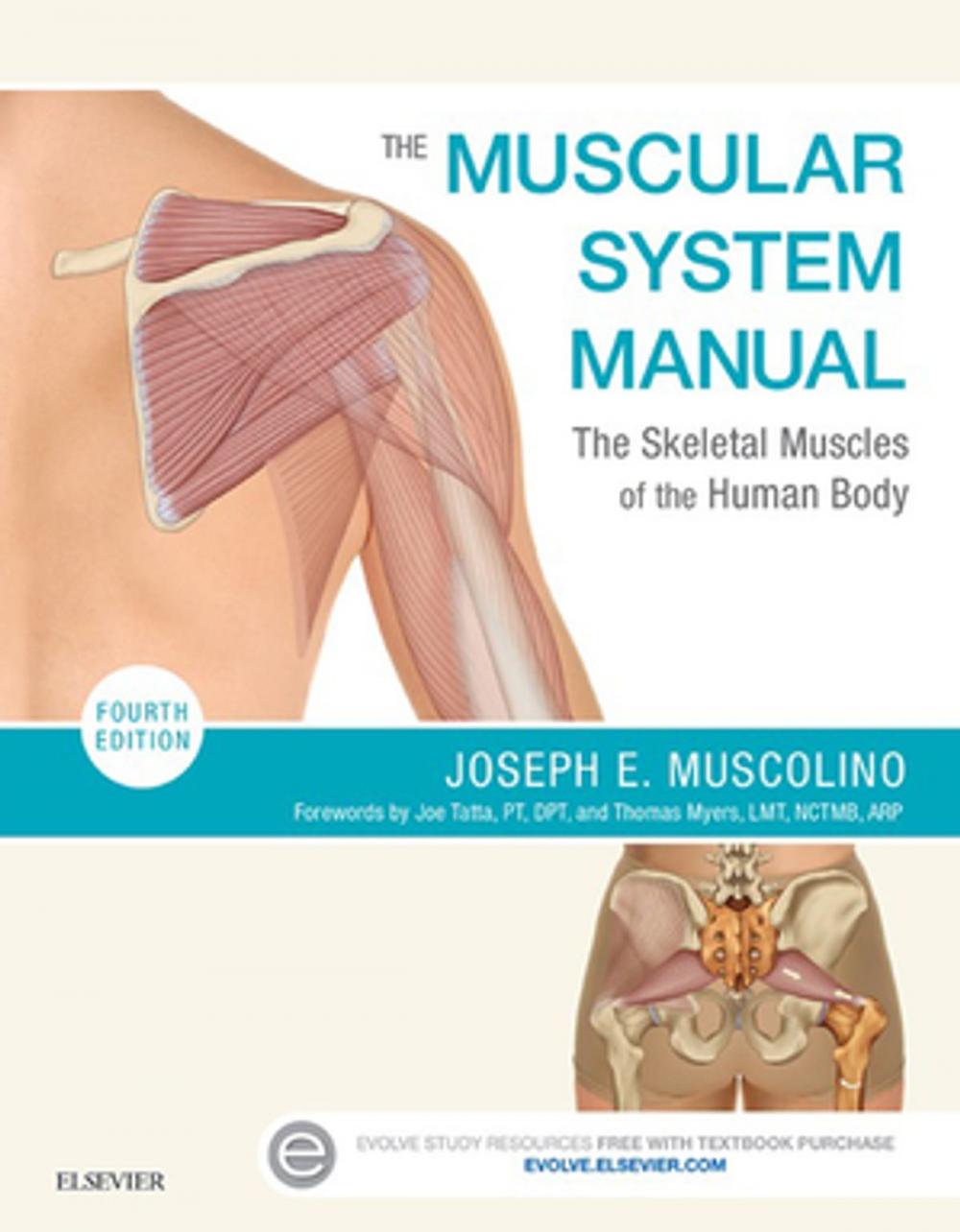 Big bigCover of The Muscular System Manual - E-Book