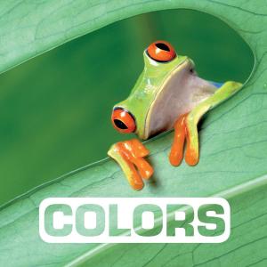 Cover of the book Colors by Stacey D'Erasmo