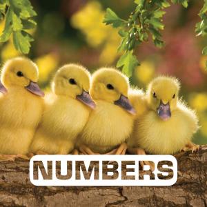 Cover of the book Numbers by Teri Terry