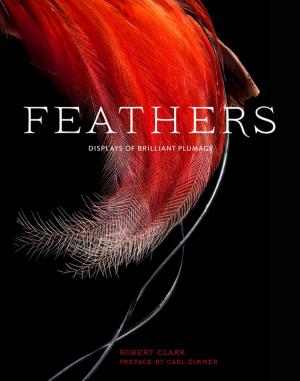 Cover of the book Feathers by Meg Ray