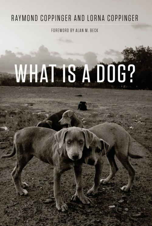 Cover of the book What Is a Dog? by Raymond Coppinger, Lorna Coppinger, University of Chicago Press