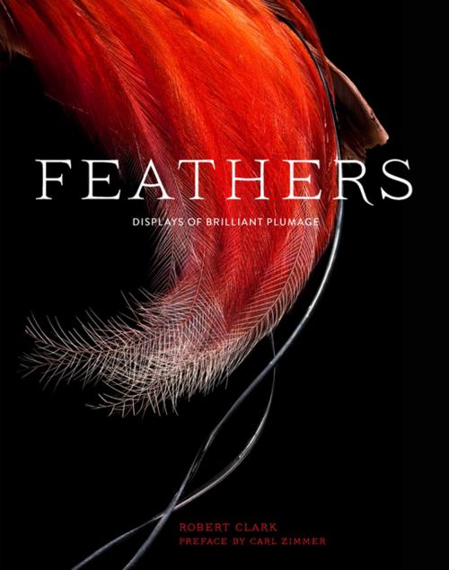 Cover of the book Feathers by Robert Clark, Carl Zimmer, Chronicle Books LLC