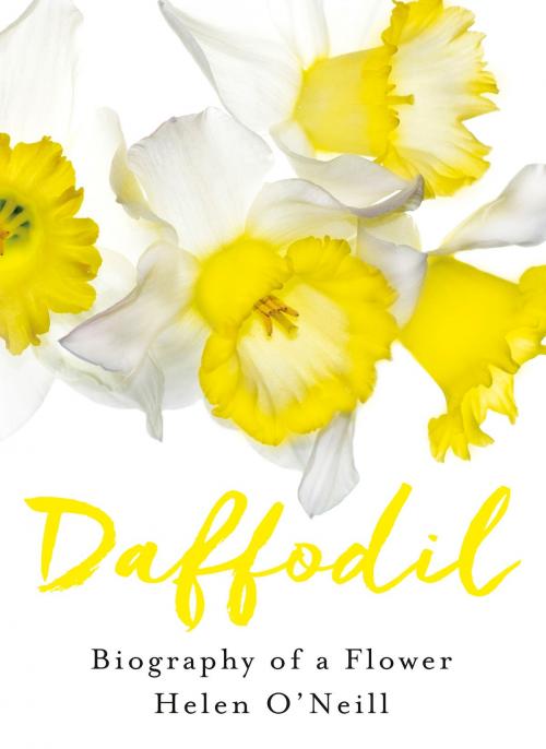 Cover of the book Daffodil by Helen O'Neill, 4th Estate